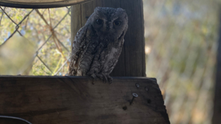Machaba Botswana Okavango Delta Gomoti Plains Leopard Sightings July 2020 Owl Thumbnail Machaba Botswana Okavango Delta Gomoti Plains Leopard Sightings July 2020 Owl Thumbnail