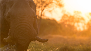 Machaba Botswana Okavango Delta September Sightings 2020 Elephant Thumbnail Machaba Botswana Okavango Delta September Sightings 2020 Elephant Thumbnail