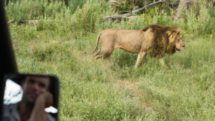 Machaba Safaris   Botswana   Okavango   Gomoti Plains   April   2022   Lion Game Drive Machaba Safaris   Botswana   Okavango   Gomoti Plains   April   2022   Lion Game Drive