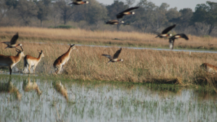Machaba Botswana Okavango Delta Machaba Camp Antilops Birds Machaba Botswana Okavango Delta Machaba Camp Antilops Birds