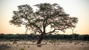 Verneys Camp in Hwange National Park