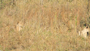 Machaba Deteema Springs Camp Wildlife Sightings April 2026 Lions In Tall Grass