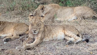 Machaba Ingwe Pan Camp Wildlife Sightings May 2026 Lion Cubs Resting