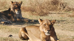 Machaba Ingwe Pan Camp Wildlife Sightings August 2026 Lionesses Resting During The Midday