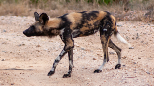 Machaba Deteema Springs Camp Wildlife Sightings August 2026 Wild Dog Looking For Prey