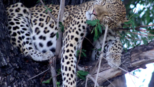 Machaba Okavango Delta Kiri Camp Sightings March 2024 Leopard In Tree
