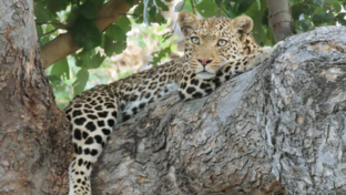 Willdife Sightings Gomoti Plains Botswana August 2024 Leopard Tree Willdife Sightings Gomoti Plains Botswana August 2024 Leopard Tree