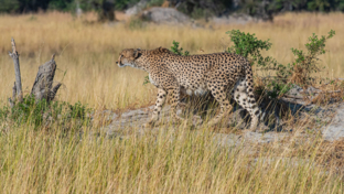 Mike Myers Kiri Camp Cheetah