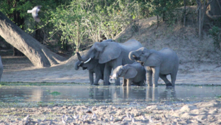 Machaba Ingwe Pan Camp Wildlife Sightings July 2025 Elephants Drinking From Pan