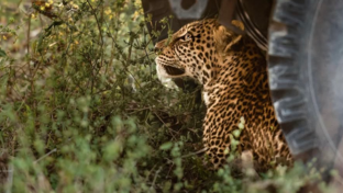 Machaba Camp Wildlife Sightings August 2026 Leopard Under Safari Vehicle