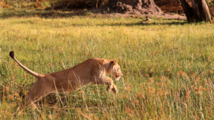 machaba-botswana-okavango-delta-gomoti-plains-camp-lion-sightings-november-2017(13).jpg