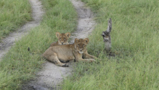 gomoti-plains-botswana-wildlife-sighting-march-lion-cubs.jpg