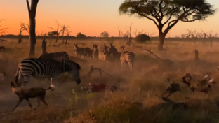 Machaba Camp   Botswana   Wildlife Stories   May 2022   Zebras Defend The Dead Machaba Camp   Botswana   Wildlife Stories   May 2022   Zebras Defend The Dead