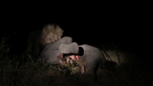 machaba-camp-botswana-okavango-delta-little-machaba-camp-lion-2-sightings-november-2018 (7).jpg