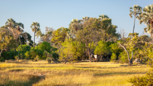 gomoti-plains-guest-testimonial-banner.jpg