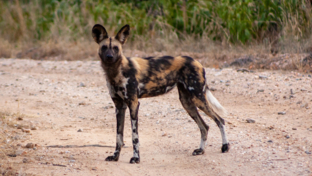 Machaba Deteema Springs Camp  November Sightings African Wild Dog On The Road