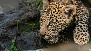 Machaba Camp Wildlife Sightings December 2025 Leopard Cub Drinking Water
