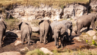 Machaba Deteema Springs Camp Wildlife Sightings July 2026 Elephants In Deteema Pan