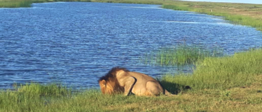 Machaba Botswana Chobe Ngoma Sighting February 2020 Lion Drinking Cta Machaba Botswana Chobe Ngoma Sighting February 2020 Lion Drinking Cta