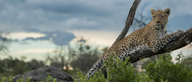 Machaba Botswana Okavango Delta Machaba Safaris Leopard Sightings February 2017 Machaba Botswana Okavango Delta Machaba Safaris Leopard Sightings February 2017