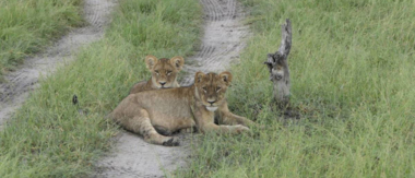 Gomoti April Wildlife Sighting Cta Gomoti April Wildlife Sighting Cta