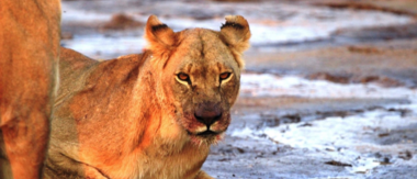 Machaba Zimbabwe Hwange Verneys Camp Lion Sightings April 2019 Machaba Zimbabwe Hwange Verneys Camp Lion Sightings April 2019