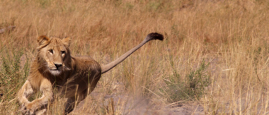 Machaba Botswana Okavango Delta Gomoti Plains Running Lion Sightings May 2018 Machaba Botswana Okavango Delta Gomoti Plains Running Lion Sightings May 2018
