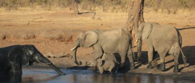 Machaba Zimbabwe Hwange Verneys Camp Elephants Sightings August 2019 Machaba Zimbabwe Hwange Verneys Camp Elephants Sightings August 2019