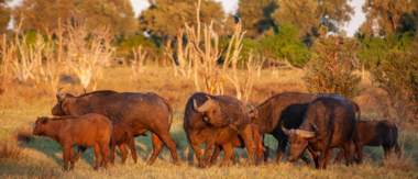 On Safari Nala Episode 16 Cta Buffalo On Safari Nala Episode 16 Cta Buffalo