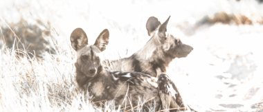 Machaba Camp Botswana Okavango Delta Little Machaba Camp Hyena Sightings October 2019 Machaba Camp Botswana Okavango Delta Little Machaba Camp Hyena Sightings October 2019