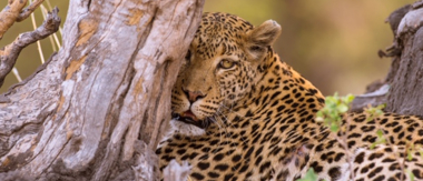 Machaba Camp Botswana Okavango Delta Little Machaba Camp Leopard Sightings July 2019 Machaba Camp Botswana Okavango Delta Little Machaba Camp Leopard Sightings July 2019