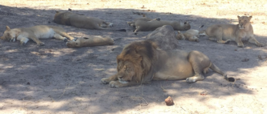 Machaba Zimbabwe Hwange Verneys Camp Lions September October 2019 Machaba Zimbabwe Hwange Verneys Camp Lions September October 2019