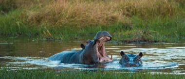 On Safari Nala Episode 13 Cta Hippopotamus On Safari Nala Episode 13 Cta Hippopotamus