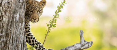 Botswana Okavango Delta Machaba Camp Leopard Sightings 2017 December Botswana Okavango Delta Machaba Camp Leopard Sightings 2017 December