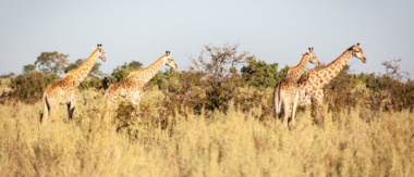 Botswana Machaba Giraffes Sightings Botswana Machaba Giraffes Sightings