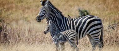 Machaba Wildlife Report May Verneys Cta Machaba Wildlife Report May Verneys Cta