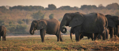 Botswana Chobe Ngoma Safari Lodge Sightings Elephants 2019 October Botswana Chobe Ngoma Safari Lodge Sightings Elephants 2019 October