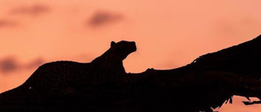 Machaba Camp Botswana Okavango Delta Little Machaba Camp Leopard 1 Sightings November 2018 Machaba Camp Botswana Okavango Delta Little Machaba Camp Leopard 1 Sightings November 2018