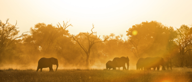 Machaba Botswana Chobe Ngoma Sighting May 2020 Cta Previous Sightings Machaba Botswana Chobe Ngoma Sighting May 2020 Cta Previous Sightings