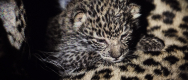Machaba Camp Botswana Okavango Delta Little Machaba Camp Leopard Cub Sightings August 2019 Machaba Camp Botswana Okavango Delta Little Machaba Camp Leopard Cub Sightings August 2019