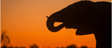 Machaba Botswana Okavango Delta Machaba Camp Cta Report May Sightings 2020 Machaba Botswana Okavango Delta Machaba Camp Cta Report May Sightings 2020