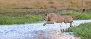 Machaba Camp Botswana Okavango Delta Little Machaba Camp River Lion Sightings December 2018 Machaba Camp Botswana Okavango Delta Little Machaba Camp River Lion Sightings December 2018