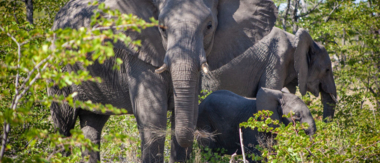 April Wildlife Sightings Ngoma Safari Lodge Cta April Wildlife Sightings Ngoma Safari Lodge Cta