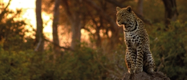Machaba Camp Botswana Okavango Delta Little Machaba Camp Leopard Sightings September 2017 Machaba Camp Botswana Okavango Delta Little Machaba Camp Leopard Sightings September 2017