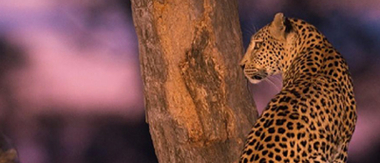 Machaba Camp Botswana Okavango Delta Little Machaba Camp Leopard 1 Sightings April 2018 Machaba Camp Botswana Okavango Delta Little Machaba Camp Leopard 1 Sightings April 2018