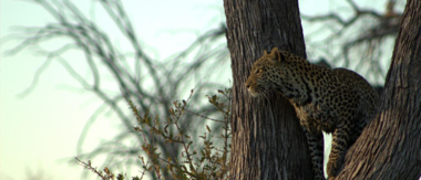 Machaba Botswana Okavango Delta Leopard 1 Sightings Update July 2017 Machaba Botswana Okavango Delta Leopard 1 Sightings Update July 2017