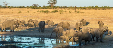 Machaba Zimbabwe Hwange Verneys Camp Elephants Sightings June 2016 Machaba Zimbabwe Hwange Verneys Camp Elephants Sightings June 2016