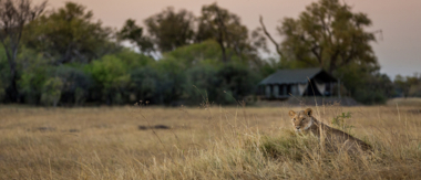 Machaba Botswana Okavango Delta Little Machaba Camp Lion 2018 Machaba Botswana Okavango Delta Little Machaba Camp Lion 2018