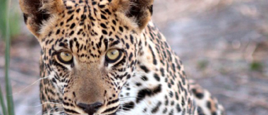 Machaba Botswana Okavango Delta Gomoti Plains Camp Leopard 2 Sightings November 2017 Machaba Botswana Okavango Delta Gomoti Plains Camp Leopard 2 Sightings November 2017