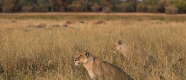 Machaba Botswana Okavango Delta Machaba Camp Sighting January 2020 Cta Machaba Botswana Okavango Delta Machaba Camp Sighting January 2020 Cta